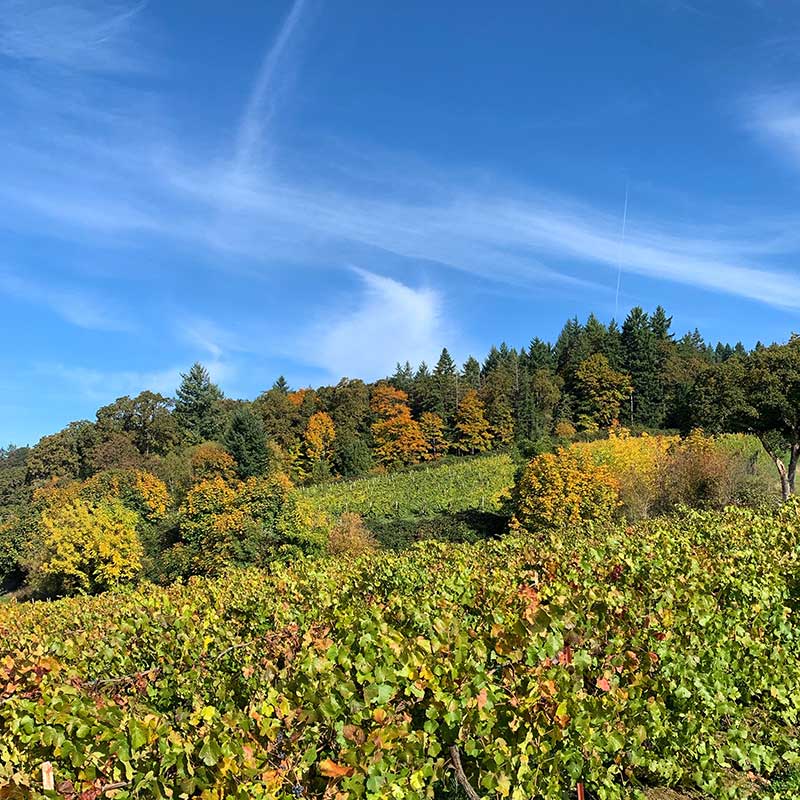 Ankeny Vineyard in Salem, Oregon