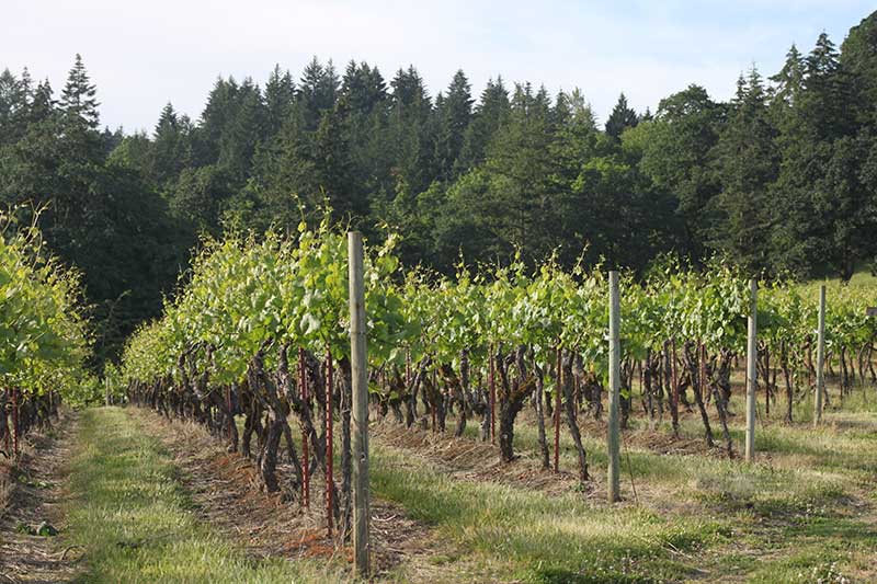 Ankeny Vineyard in Salem, Oregon